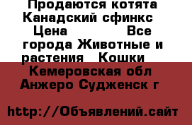 Продаются котята Канадский сфинкс › Цена ­ 15 000 - Все города Животные и растения » Кошки   . Кемеровская обл.,Анжеро-Судженск г.